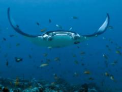 Найрозумніша риба у світі відрізняється величезним мозком: який морський гігант ми говоримо