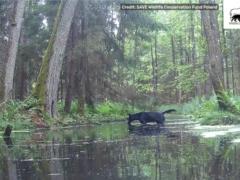 Вперше було помічено дуже рідкісних чорних вовків, перетинаючи кордон Польщі: чому вони повернулися