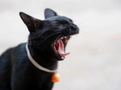 Devoted, cute and friendly: top rocks of cats that are ideal for living in the family