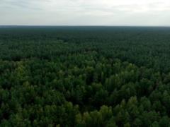 Bukovina-Lesnik deputy made illegal cutting of trees for 1.5 million