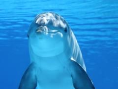 In New Zealand, a 400-kilogram dolphin  
