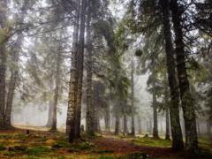 Deputies want to legitimize the theft of the lands of the forest and water fund