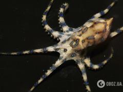 Самцы осьминогов вводят самкам яд во время спаривания, чтобы те их не съели: исследование
