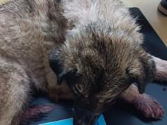 В Киевской области женщина топором избила собаку на глазах у свидетелей: полиция открыла производство.