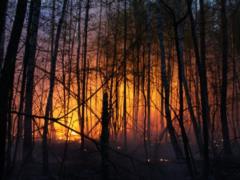 В Южной Корее объявили чрезвычайное положение из-за лесных пожаров