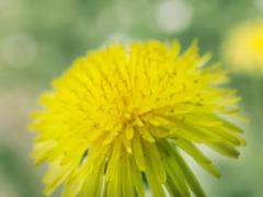 Without surzhik: how to say a dandelion in Ukrainian