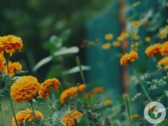 Когда и где сеять бархатцы: советы для дачников