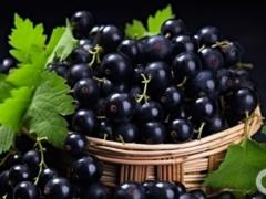 Чем подкормить смородину весной: простые, но действенные способы
