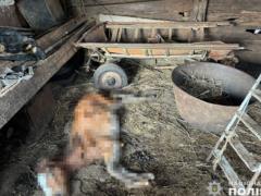 В Хмельницкой области расследуют ненадлежащее содержание более 30 лошадей