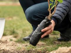 Какие деревья и кустарники нужно успеть посадить до апреля: топ-7
