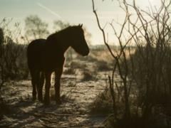 In Bukovel, a man brutally beat the horse: what is known about the incident