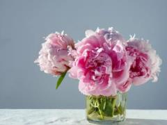 Language lessons: how to say peony in Ukrainian