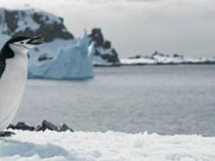Пошлины  против пингвинов : в США впервые объяснили свой торговый удар по необитаемым островам