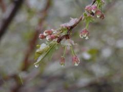 How frosts will affect fruit trees: Gardeners of the Rovenshshchina gave an answer