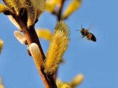 Вербное воскресенье: поздравление с праздником