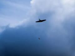 К использованию в ВСУ допустили беспилотные  бомберы 