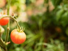 Чем подкормить помидоры, чтобы выросли больше и вкуснее: натуральное удобрение