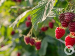 Испортите урожай: чем нельзя подкармливать кусты малины