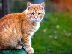 Почему полностью рыжими бывают только коты, а не кошки: объяснение ученых