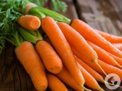 Как вырастить ровную и сладкую морковь: чем подкормить