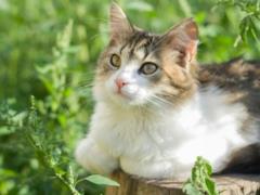 Почему коты приносят домой мертвых мышей и птиц: ученые нашли объяснение