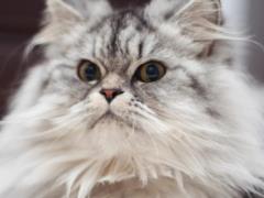Могут ли коты обижаться: ученые дали однозначный ответ