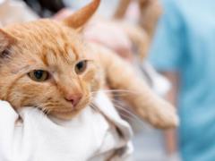 Как распознать смертельную болезнь у кота: топ-3 тревожник признаков