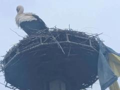  Даже птица знает, где ее сердце!  На Закарпатье аист принес в гнездо флаг Украины.