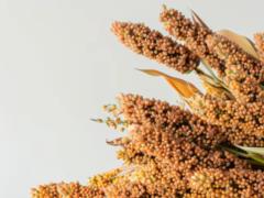 Зерно, которое может заменить киноа в рационе: что стоит знать о сорго
