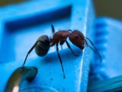 Как отвадить муравьев он своего дома: домашнее средство, которое работает