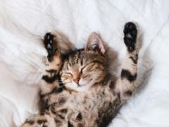 Подмигните своему коту: ученые рассказали, как подружиться с хвостатыми