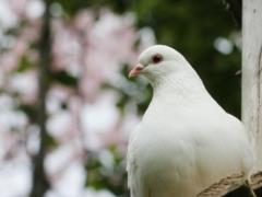 Как отпугнуть голубей от кормушек для птиц в саду: безопасный способ