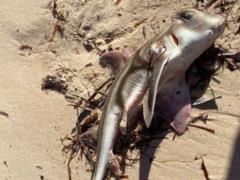 В Австралии из-за токсичных водорослей погибли сотни морских животных