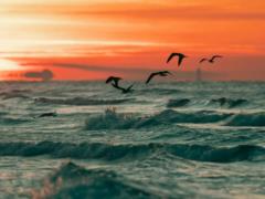 Прозрачная вода и розовый песок: где расположен лучший пляж в мире