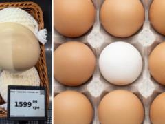 В Украине продают одно яйцо за 1599 грн: где заметили необычный товар