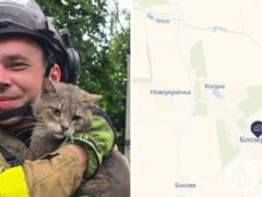 В Донецкой области спасли кота, который двое суток провел под завалами многоэтажки.