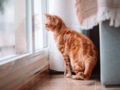 Учёные обнаружили ген мурлыканья у кошек