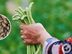 Урожай значительно увеличится: чем подкормить фасоль в июне