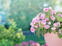 Какие цветы быстро растут и ярко цветут: лучшие варианты для крыльца