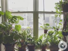 Сделают из дома оазис: какие комнатные растения быстрее всего растут