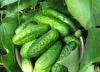 Ogik Yak Natural Zhob for healthy that cleansing to organism