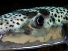 Черному морю угрожает токсичный пришелец из Индо-Тихоокеанского региона: чем он опасен.