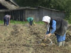 Лукашенко довел ситуацию до картофельного кризиса в Беларуси - СМИ