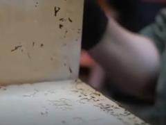 Жуки могут уничтожить историю: старейшую библиотеку Венгрии спасают от нашествия насекомых