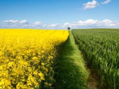 Поляки просят разрешить импорт рапса из Украины