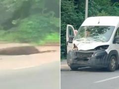 Под Винницей микроавтобус сбил лося