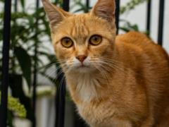 Как отпугнуть уличных котов от своего сада: натуральный способ
