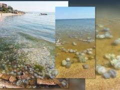 Ситуация в Азовском море близка к экологической катастрофе - ЦПД