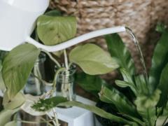 Требуют больше ухода: какие комнатные растения часто болеют
