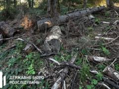 Лесничему грозит до пяти лет за вырубку в заповеднике
